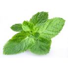 MINT LEAVES / PUDINA 1 GADDI