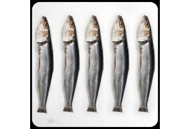 Sardines